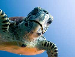 Tartaruga marinha curiosa